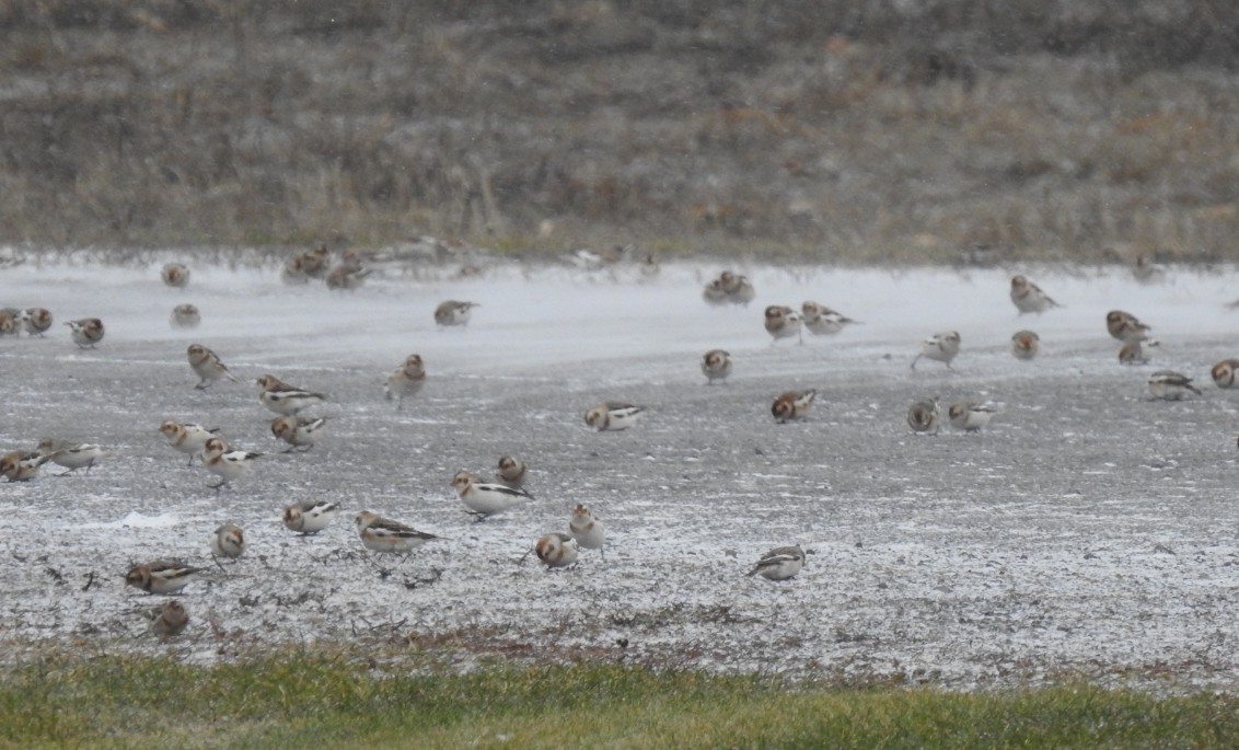 Escribano Nival - ML646001019