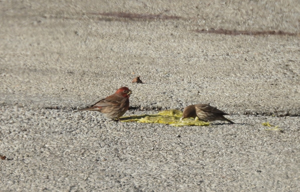 House Finch - ML646001022
