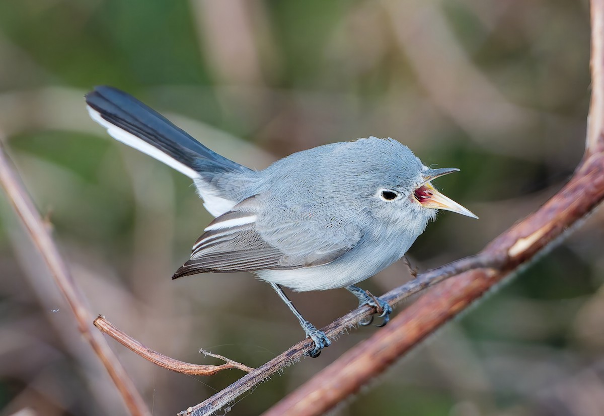 Blue-gray Gnatcatcher - ML646001027