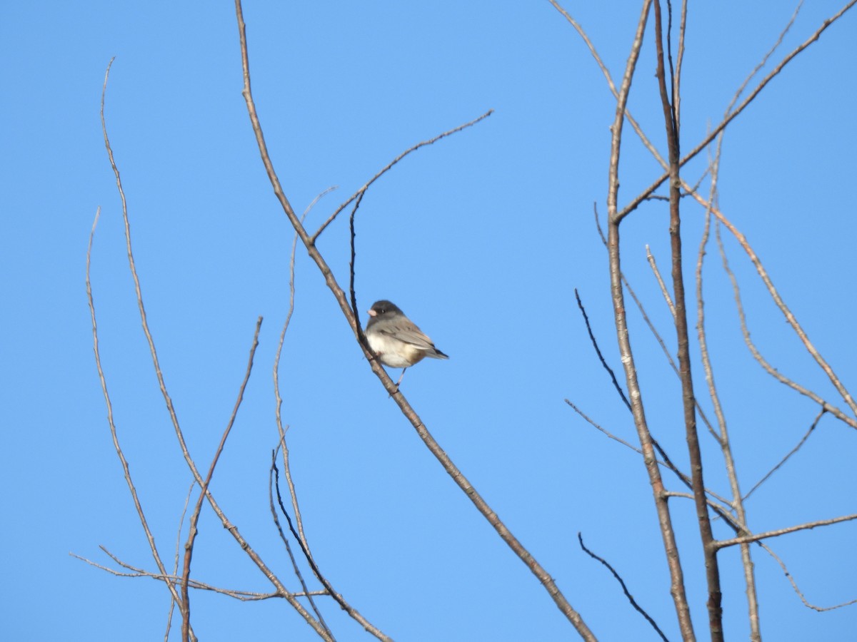 Dark-eyed Junco - ML646001034
