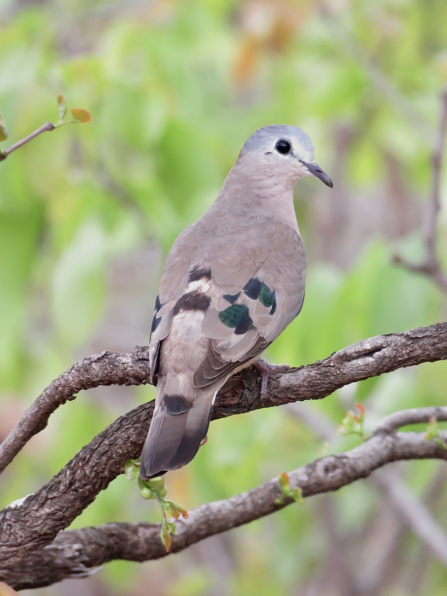 Bronzeflecktaube - ML646001036