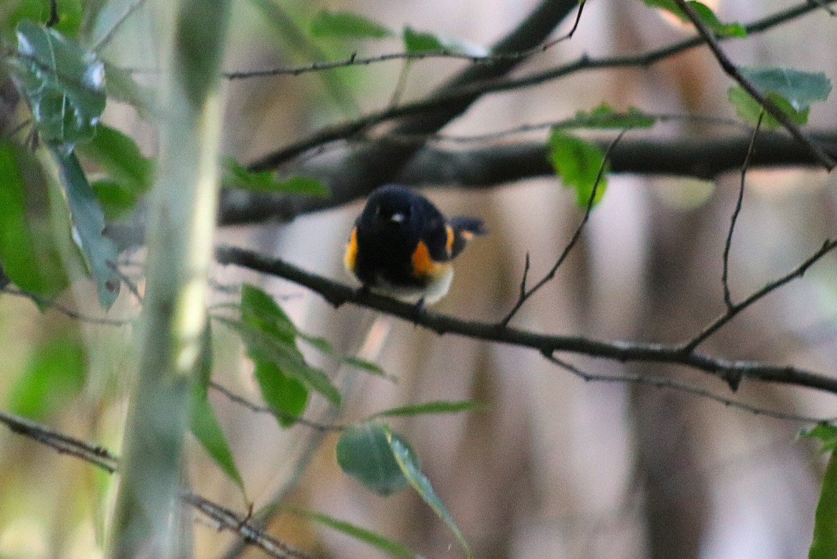 American Redstart - ML646001064