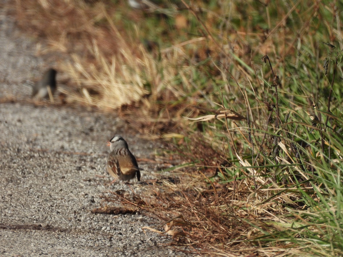 White-throated Sparrow - ML646001070