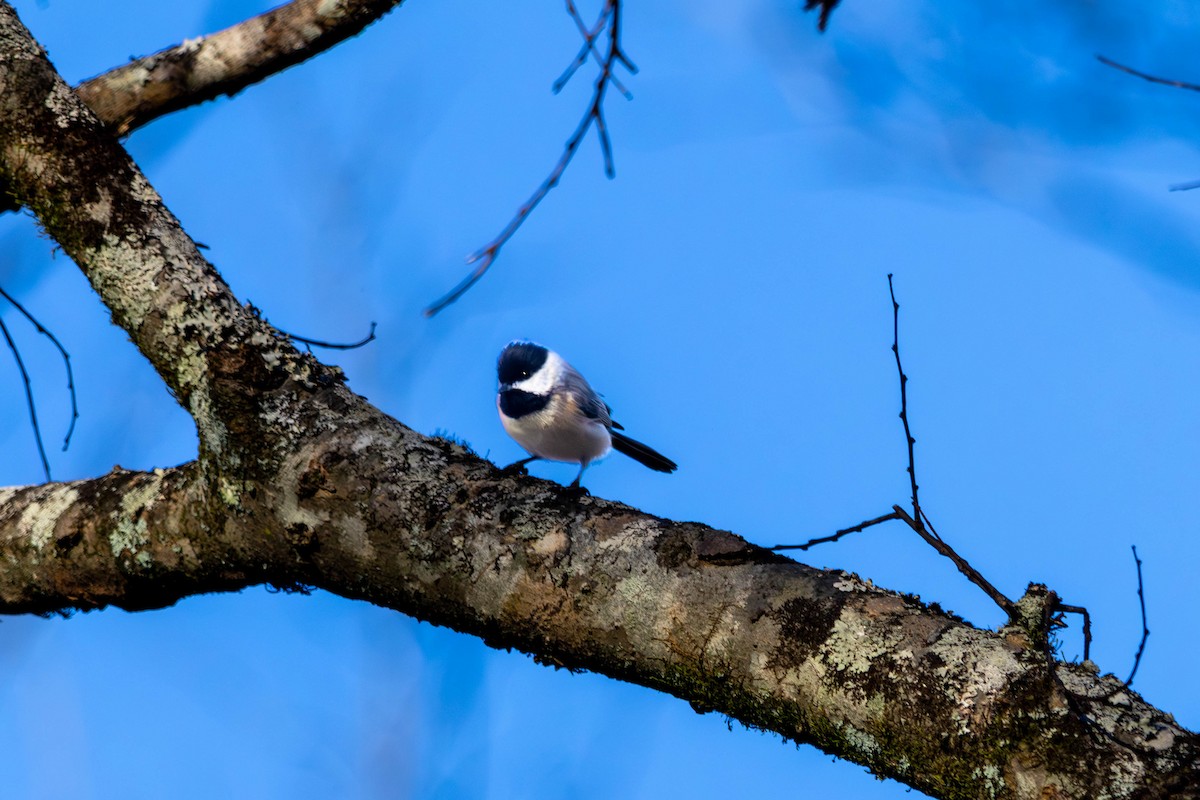 Каролинская гаичка - ML646001071