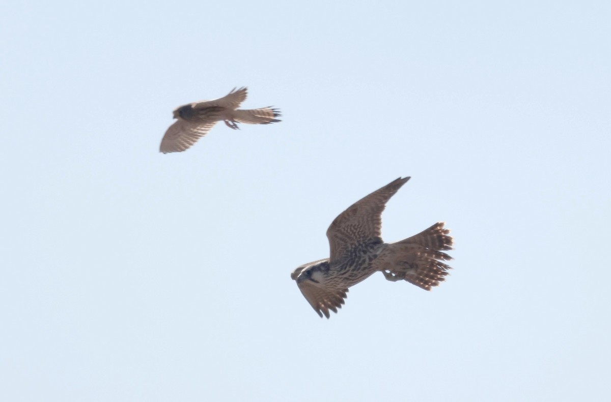 Peregrine Falcon (Tundra) - ML646001082