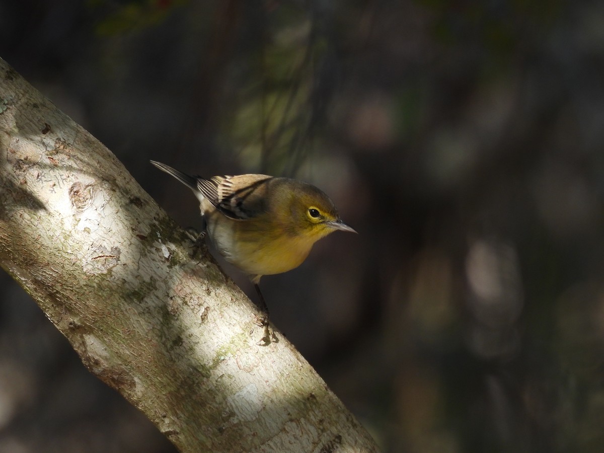 Kiefernwaldsänger - ML646001087