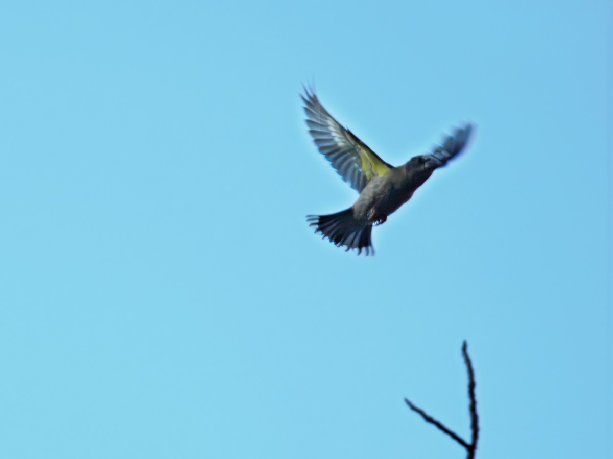 Evening Grosbeak - ML646001097