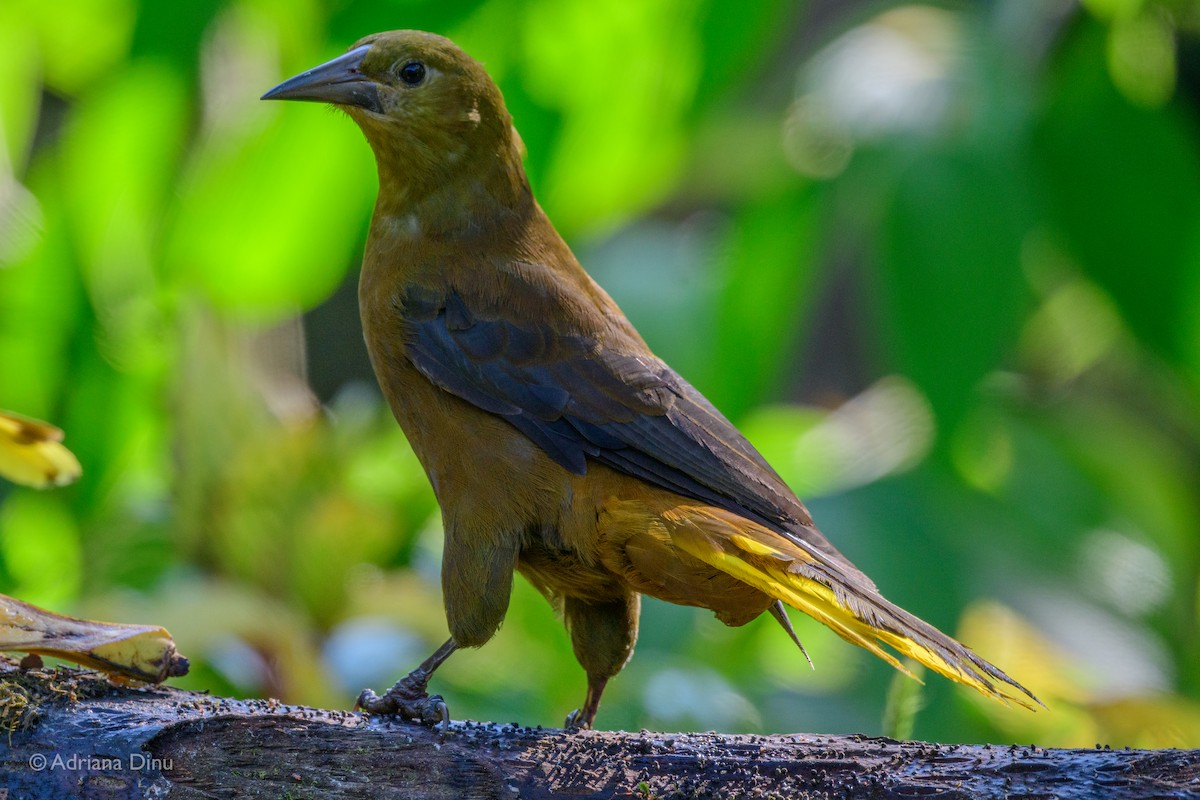 Russet-backed Oropendola - ML646001100