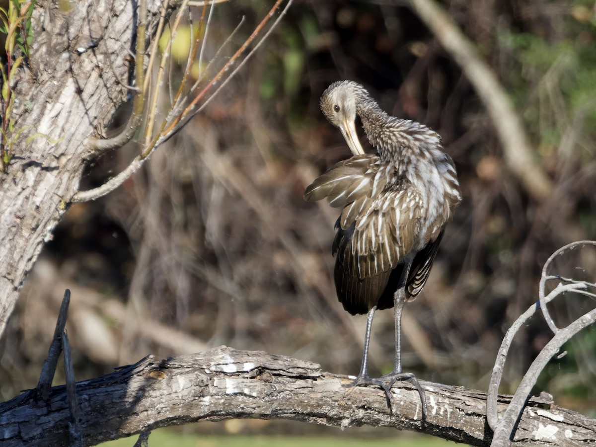 Limpkin - ML646001114