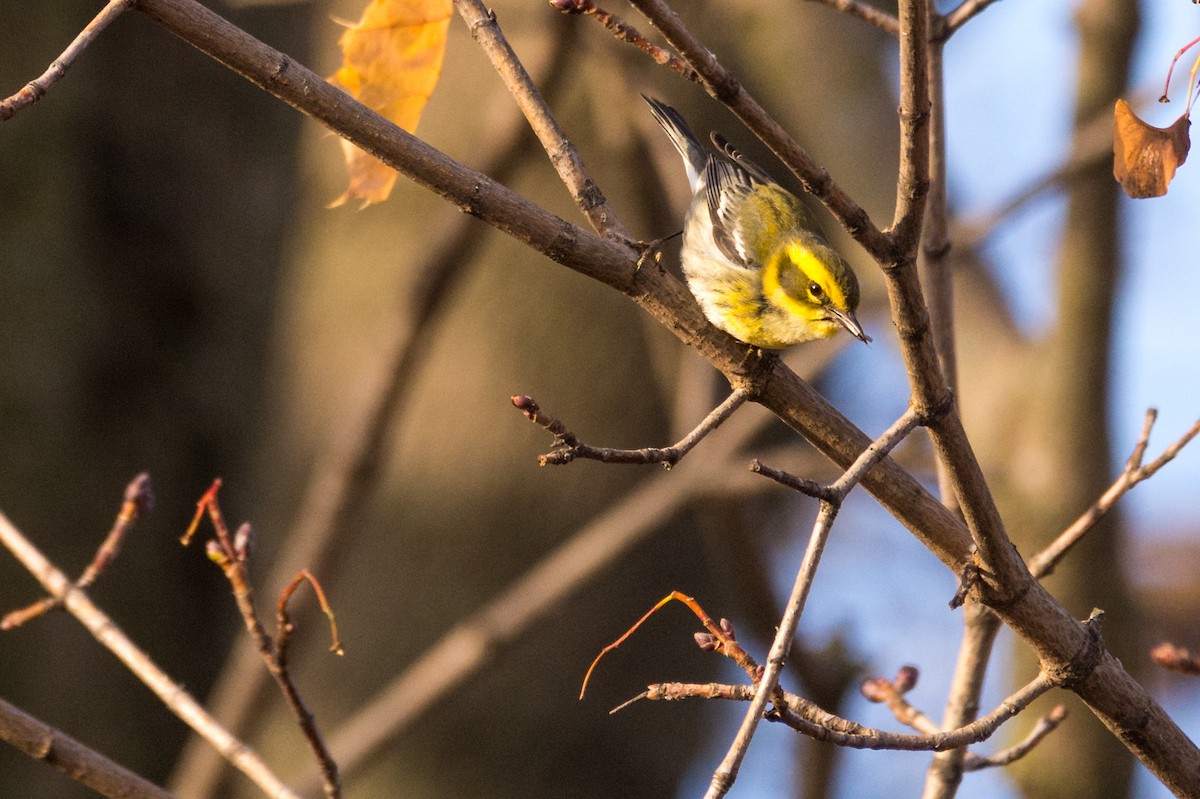 Townsend's Warbler - ML646001116