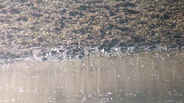 Agachadiza Chica - ML646001122