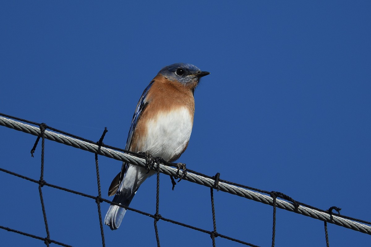 Eastern Bluebird - ML646001129