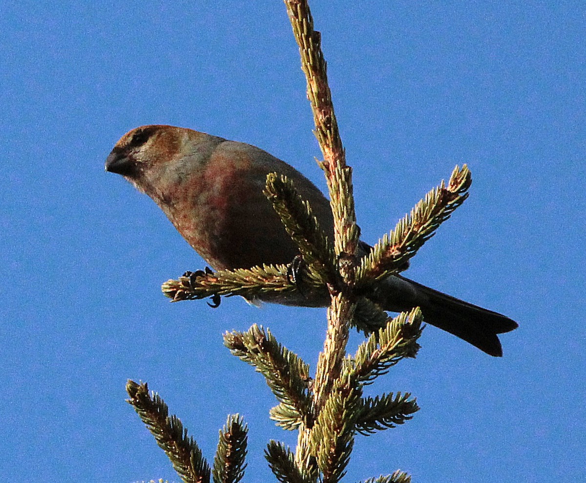 Pine Grosbeak - ML646001130
