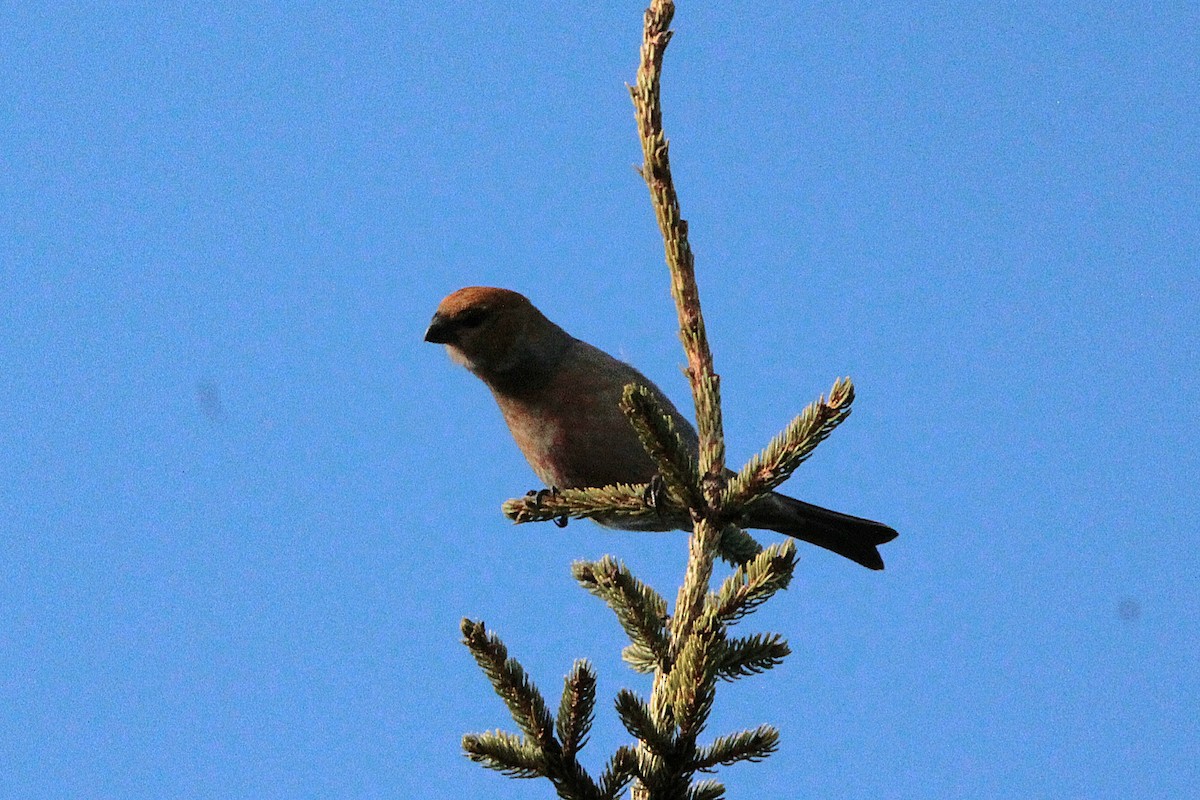 Pine Grosbeak - ML646001131