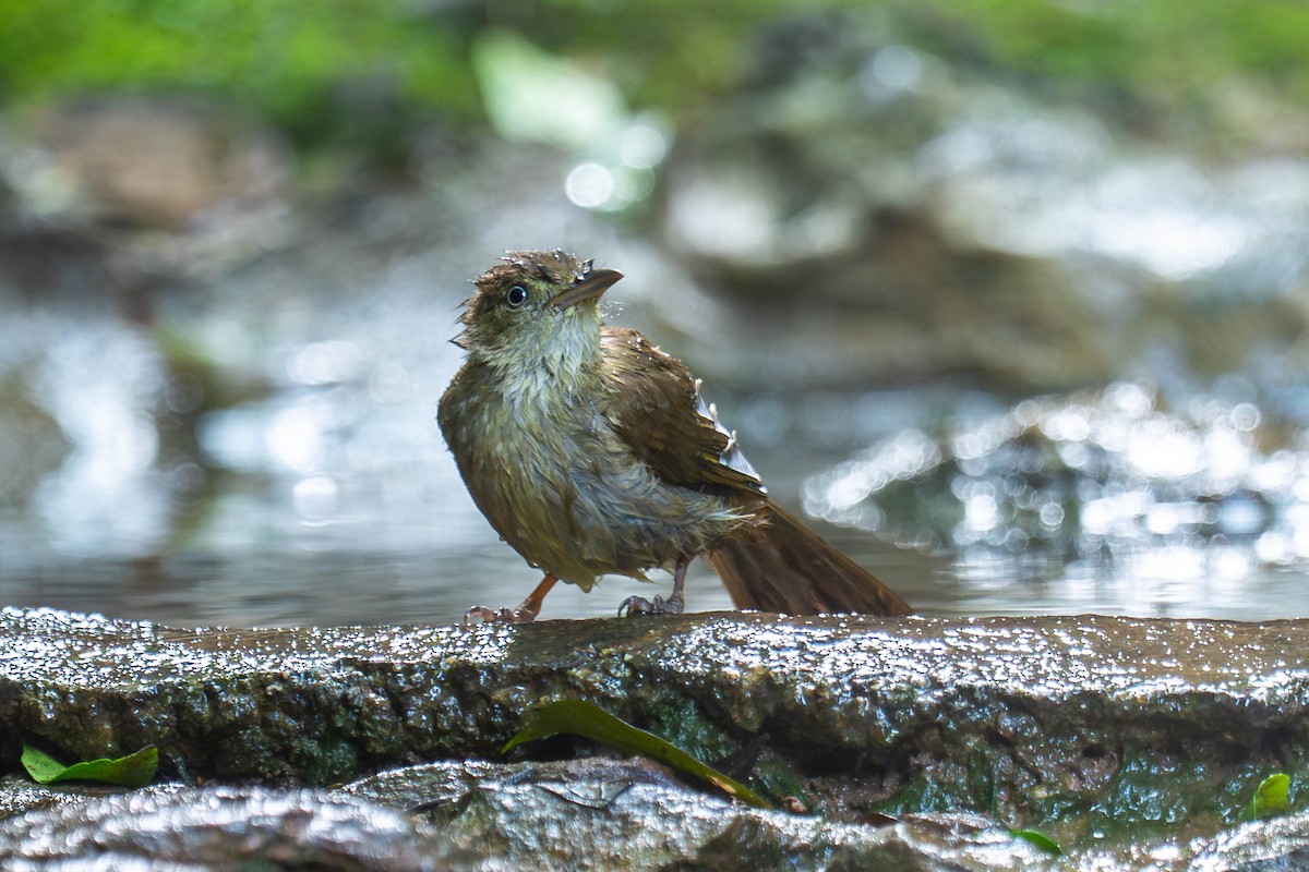 Olive Bulbul (Baker's) - ML646001135