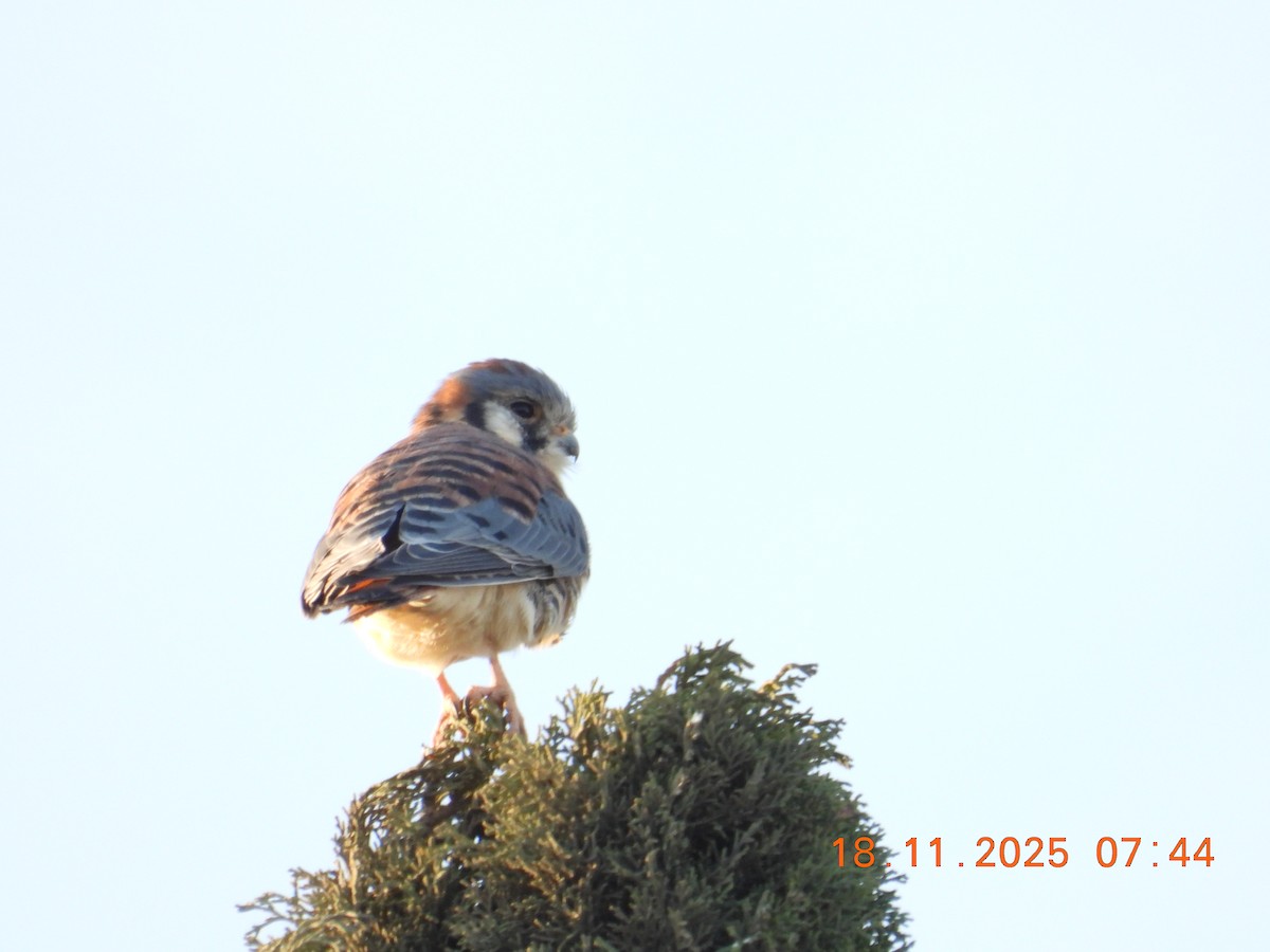 American Kestrel - ML646001139
