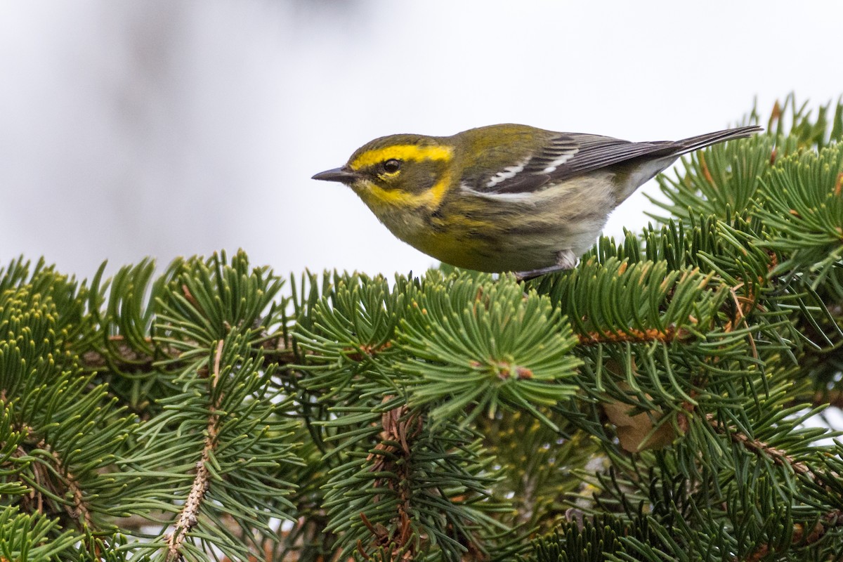 Townsend's Warbler - ML646001141