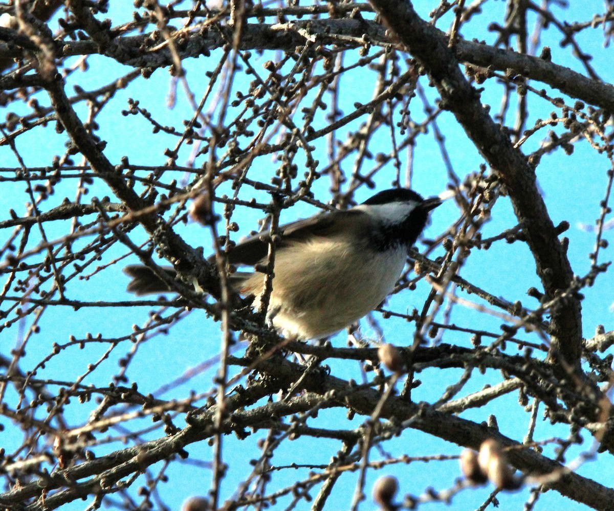 Black-capped Chickadee - ML646001142