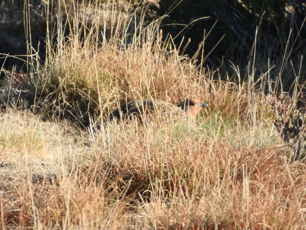 Gray Partridge - ML646001150