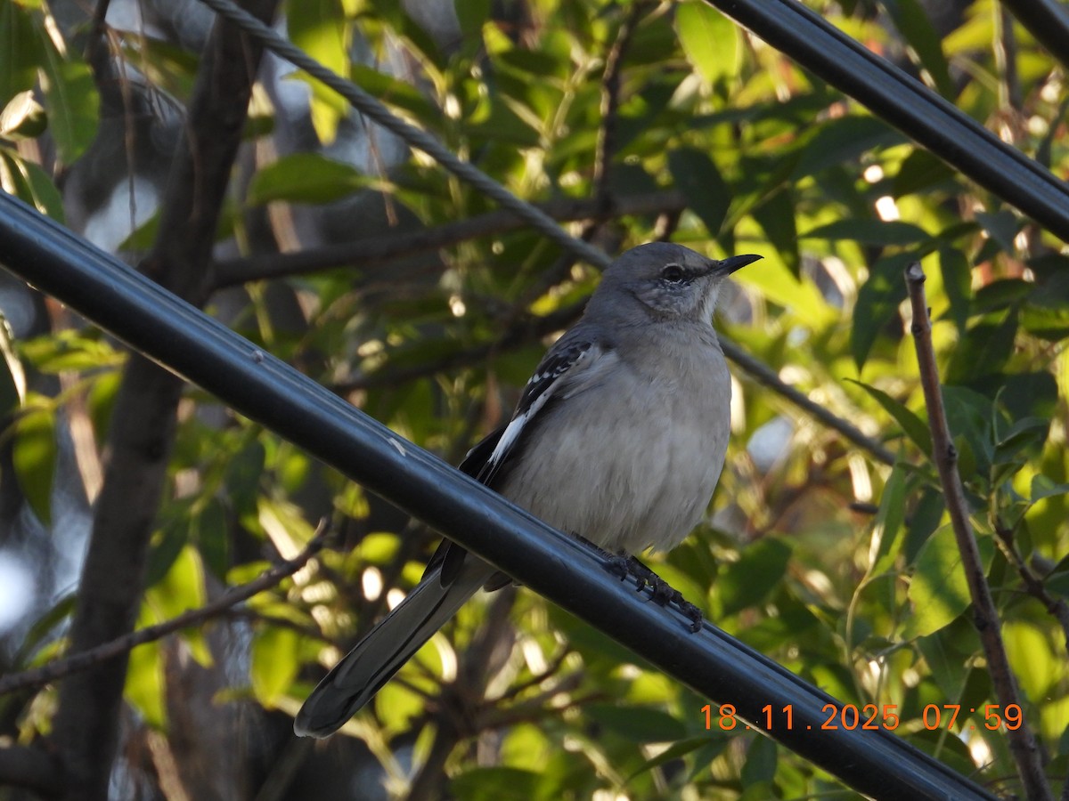 Northern Mockingbird - ML646001157