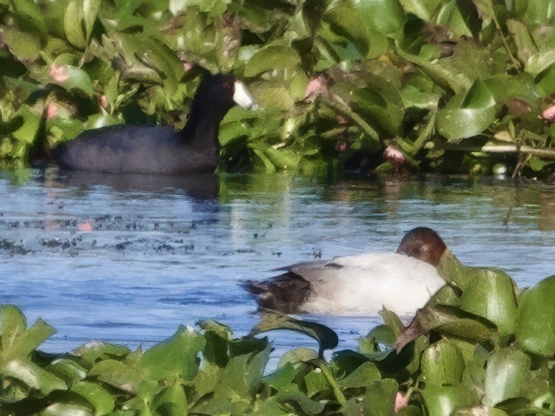 Murgilari bizkarzuria - ML646001159