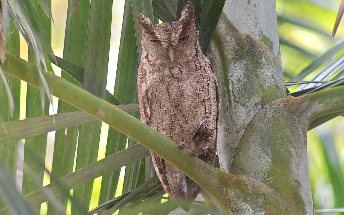 výreček pacifický - ML646001163