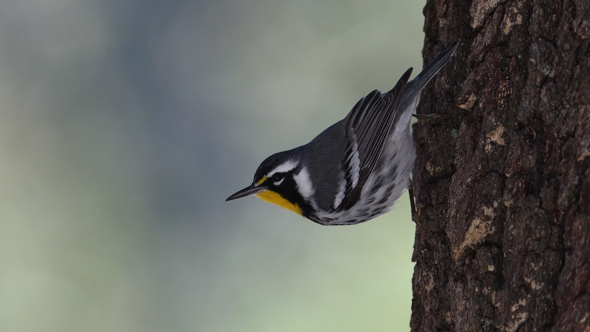 Goldkehl-Waldsänger - ML646001166