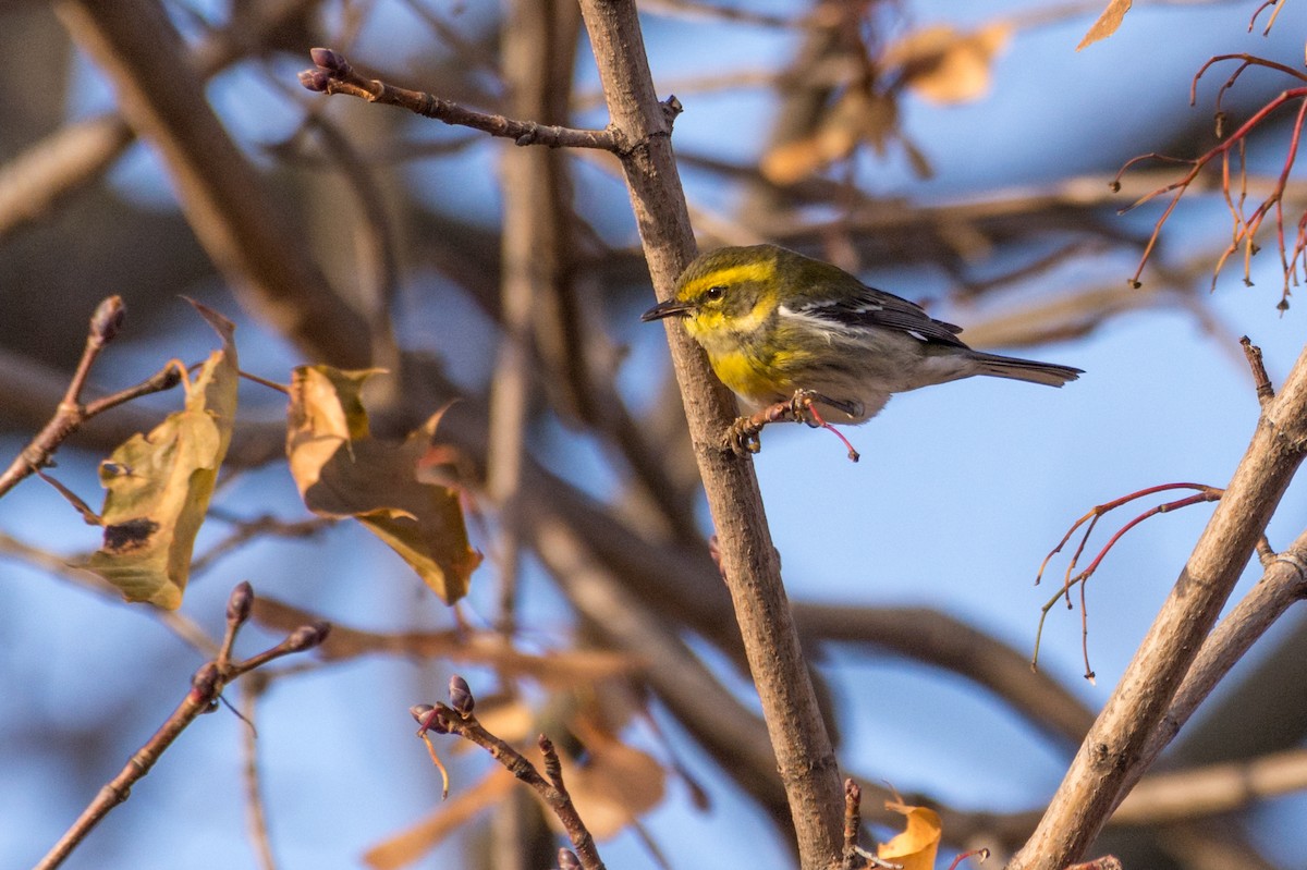 Townsend's Warbler - ML646001167