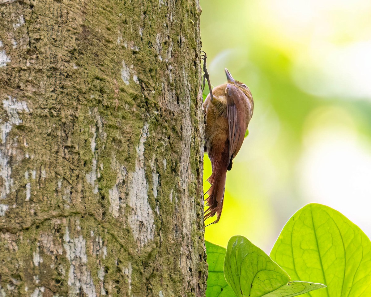 Olivaceous Woodcreeper - ML646001173