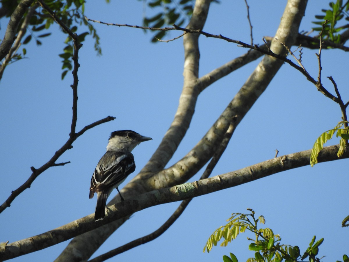 Orta Amerika Bekardı - ML646001180