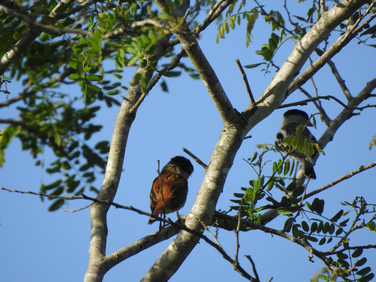 Orta Amerika Bekardı - ML646001181