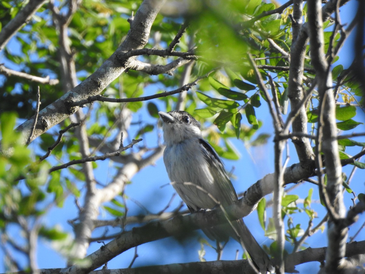 Orta Amerika Bekardı - ML646001182