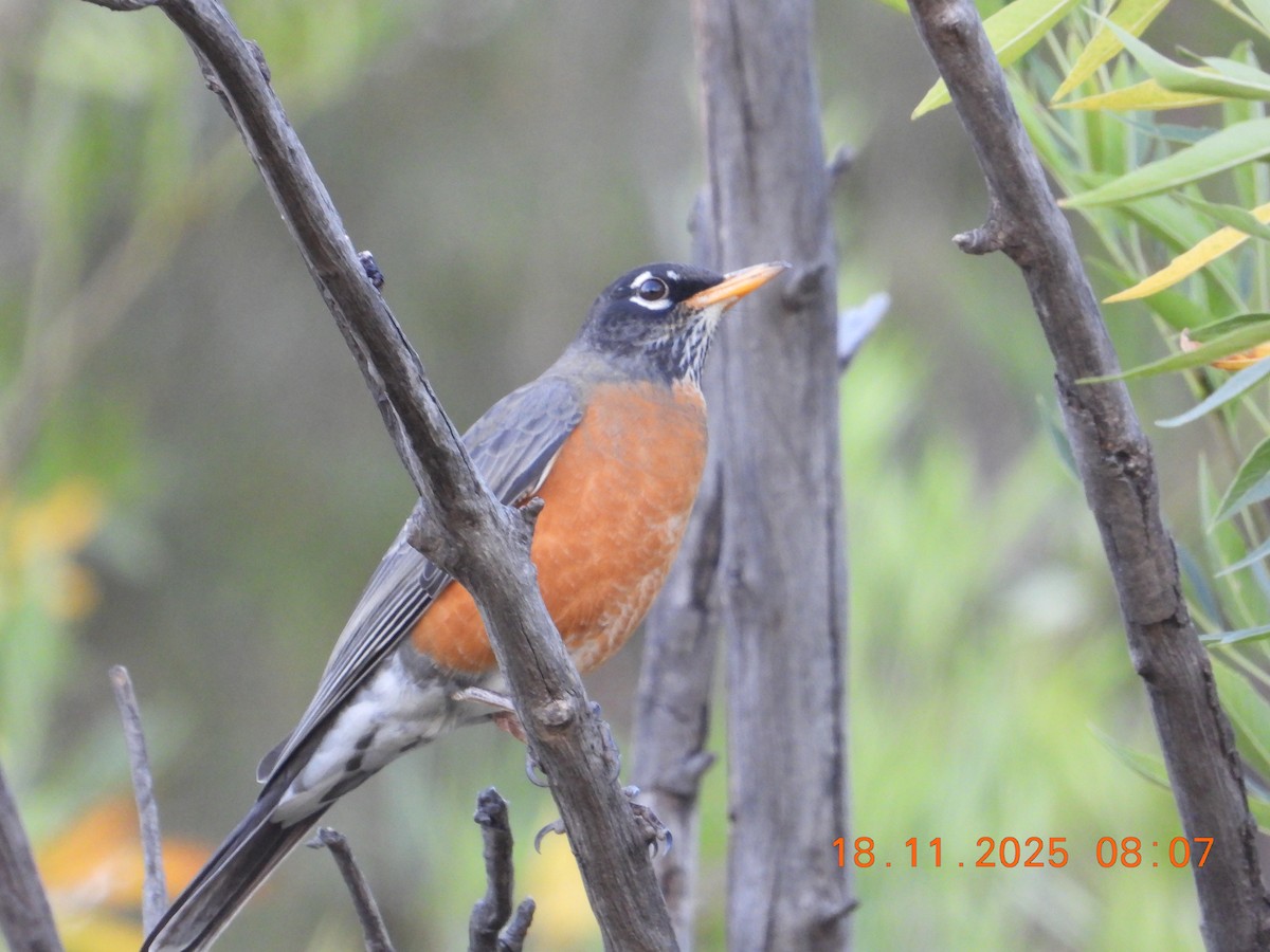 American Robin - ML646001183