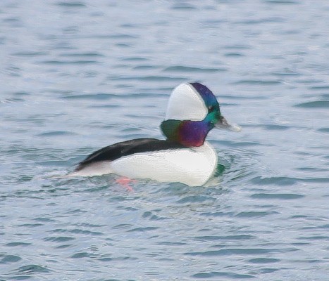 Bufflehead - ML646001190