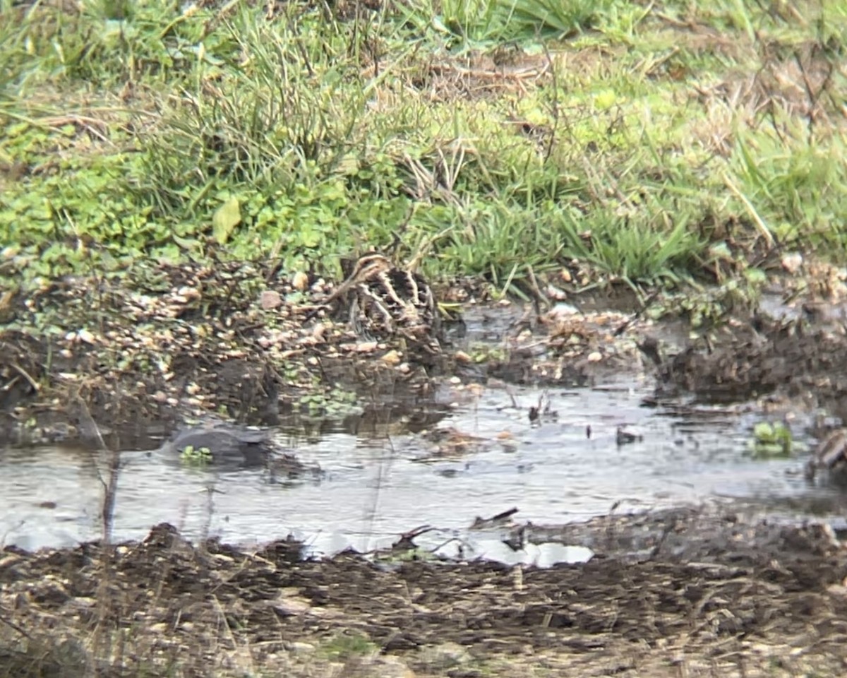 Wilson's Snipe - ML646001208