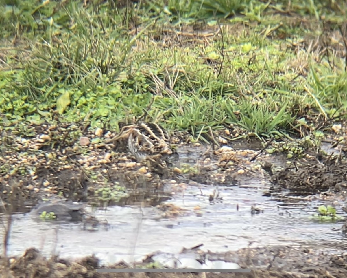 Wilson's Snipe - ML646001209