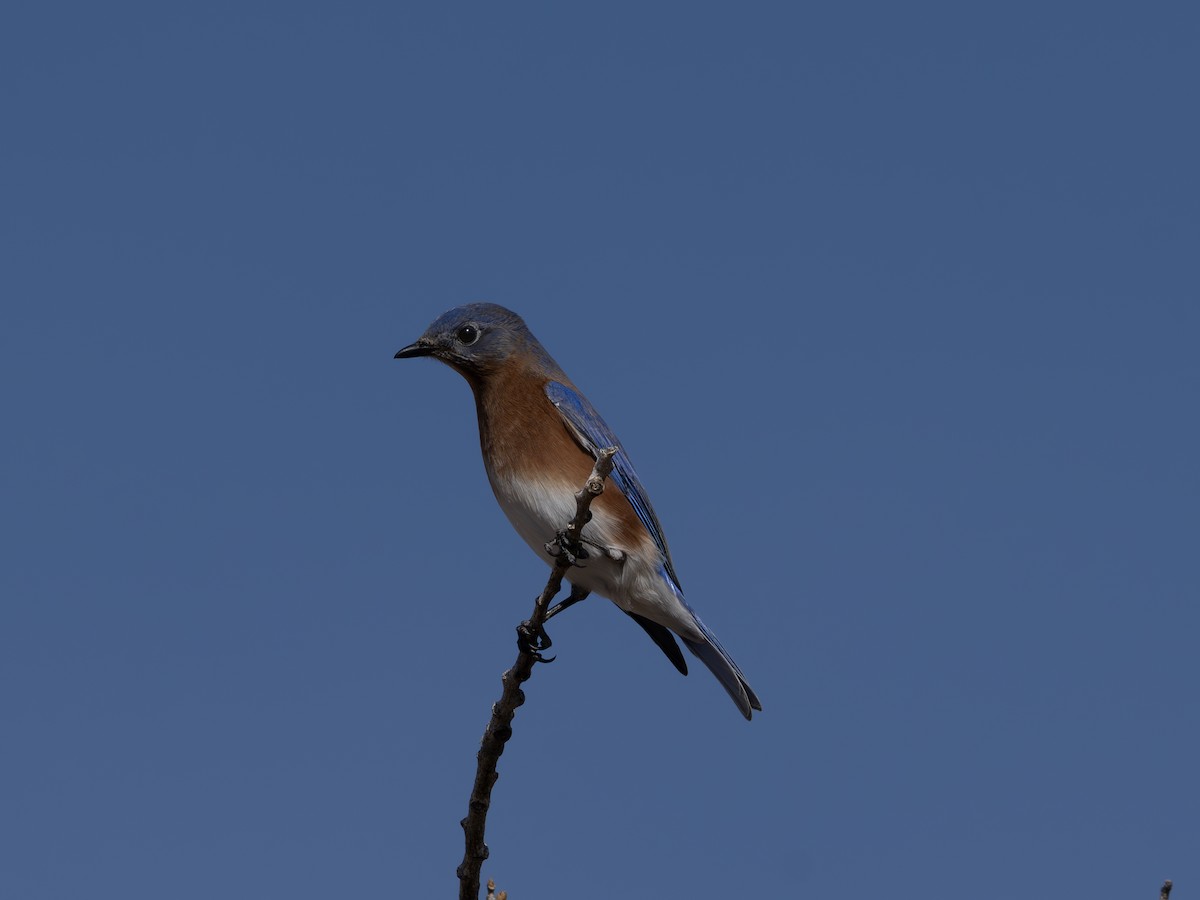 Eastern Bluebird - ML646001223