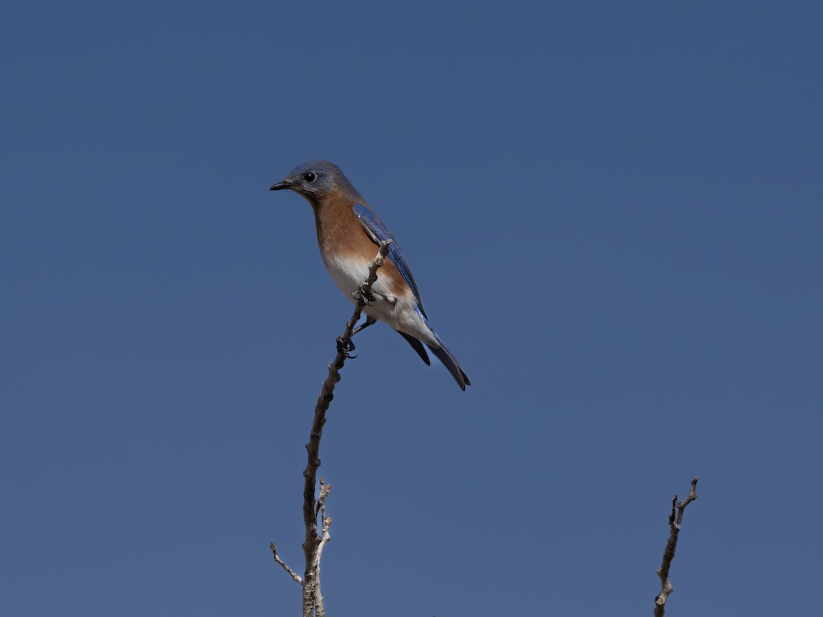 Eastern Bluebird - ML646001224