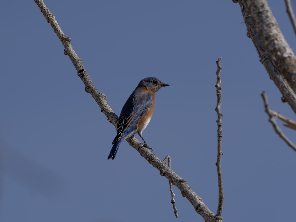 Eastern Bluebird - ML646001225