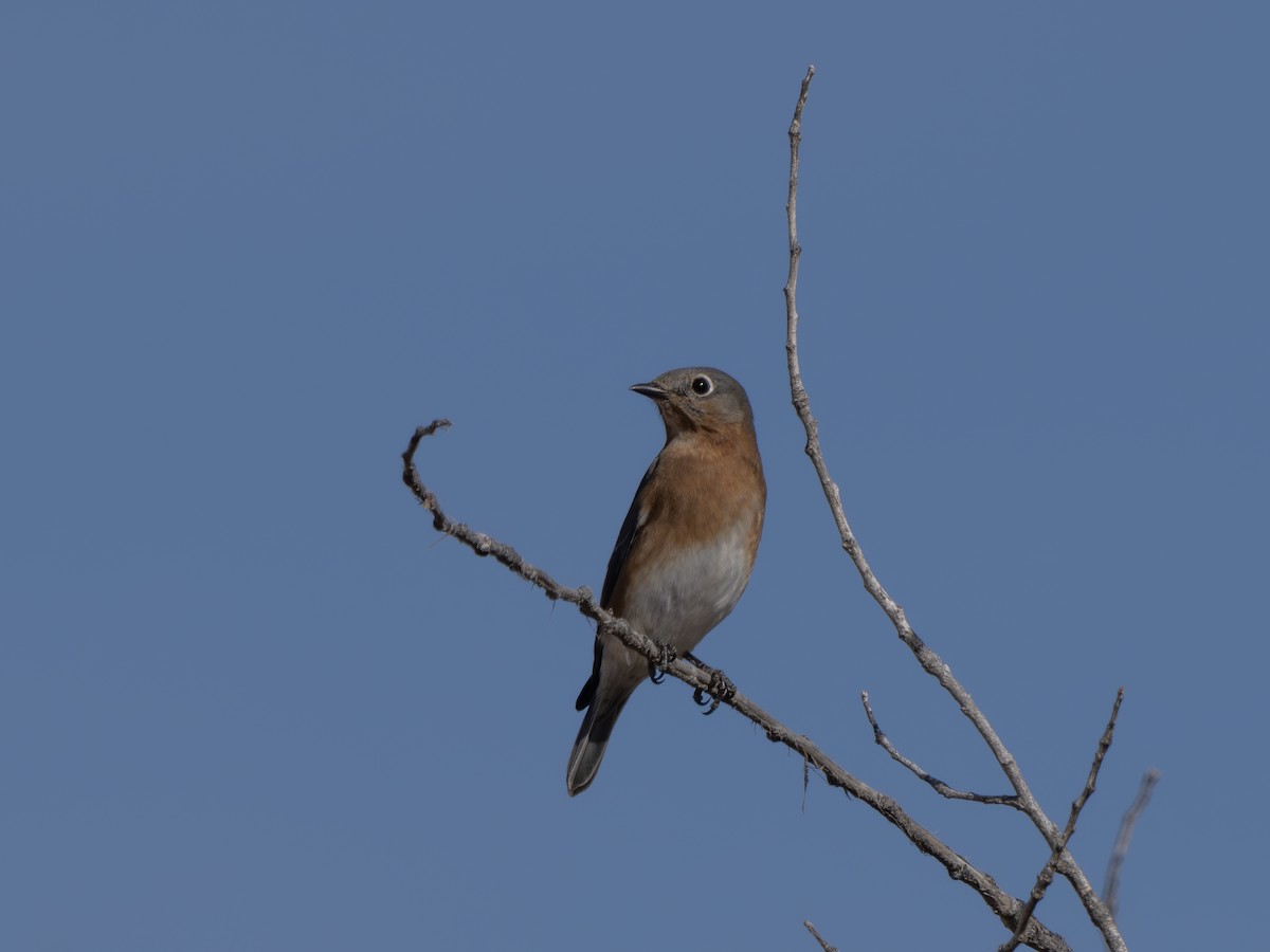 Eastern Bluebird - ML646001226