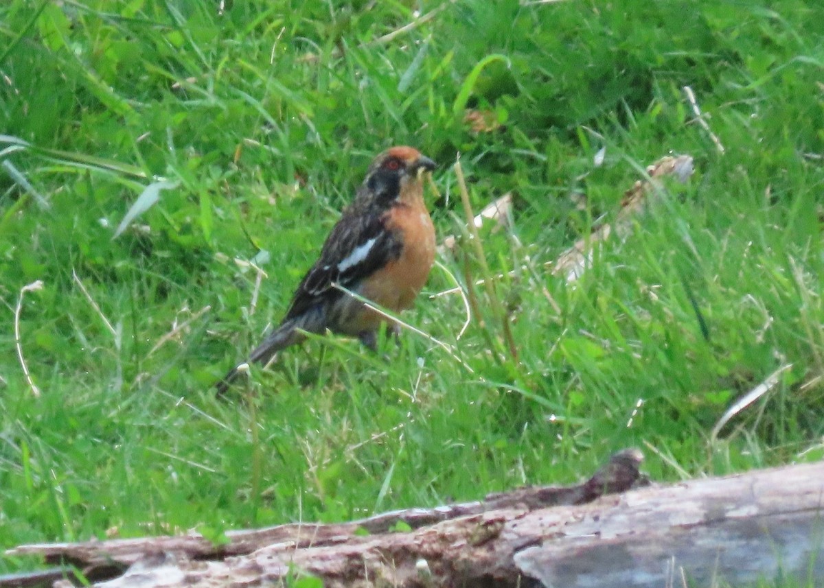 Rufous-tailed Plantcutter - ML646001228