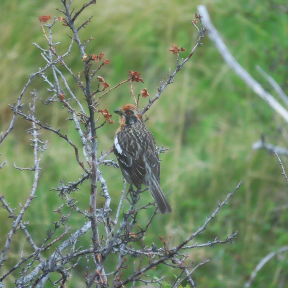 Rufous-tailed Plantcutter - ML646001229