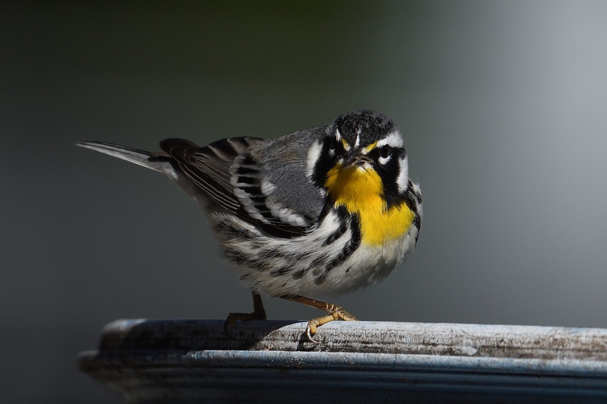 Goldkehl-Waldsänger - ML646001234