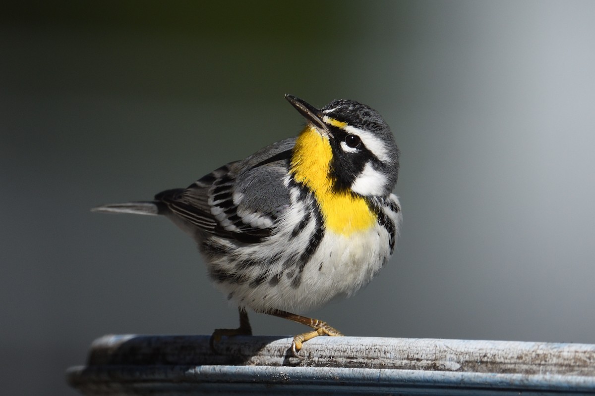 Goldkehl-Waldsänger - ML646001236