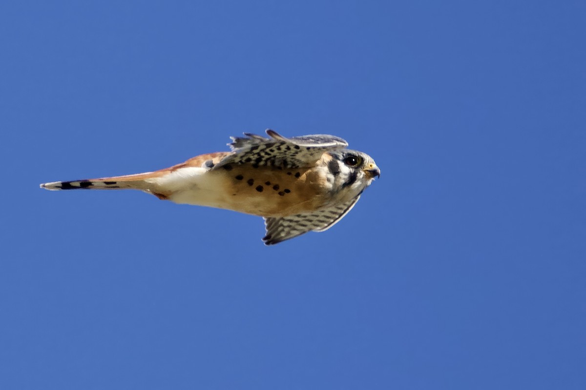 Crécerelle d'Amérique - ML646001246