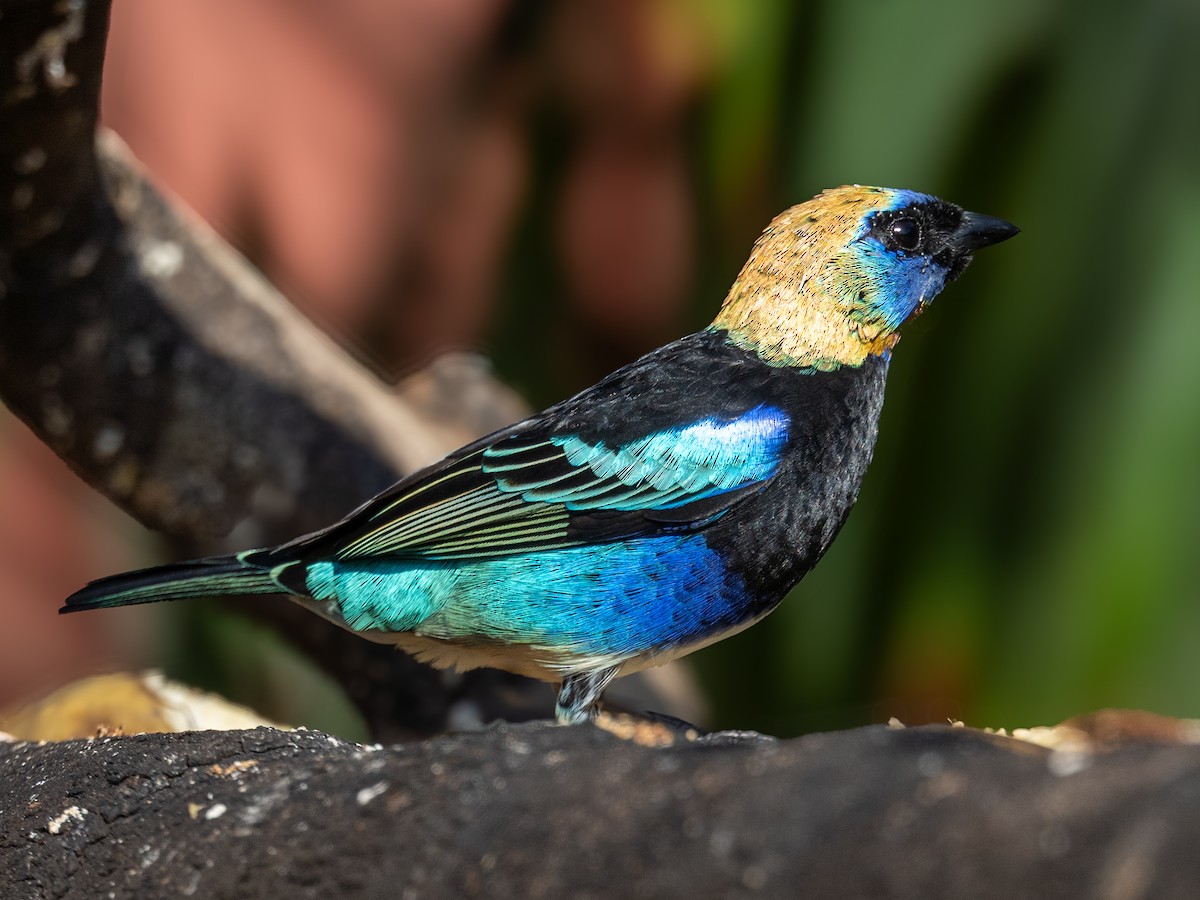 Golden-hooded Tanager - ML646001248