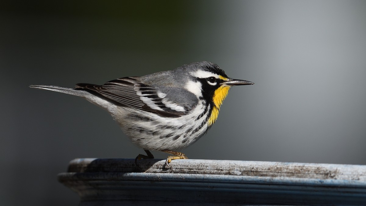 Goldkehl-Waldsänger - ML646001249