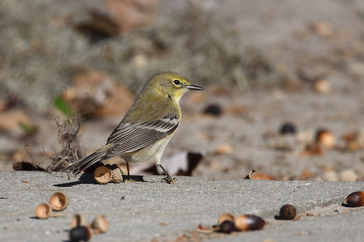 Kiefernwaldsänger - ML646001251