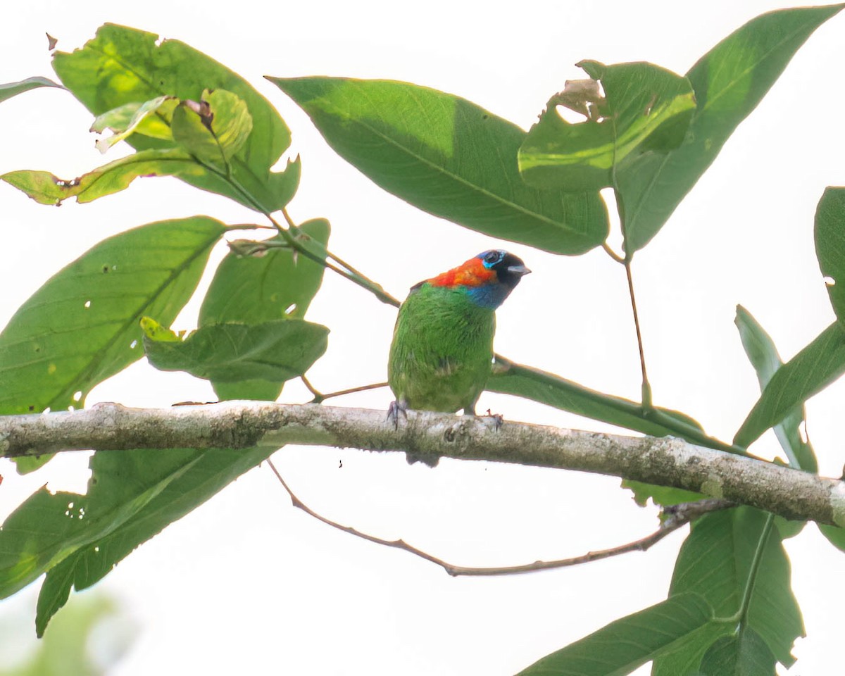 Red-necked Tanager - ML646001253
