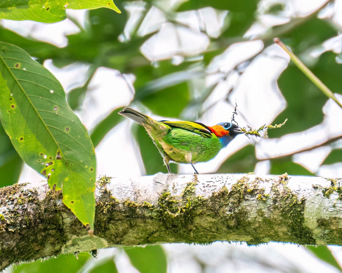 Red-necked Tanager - ML646001254